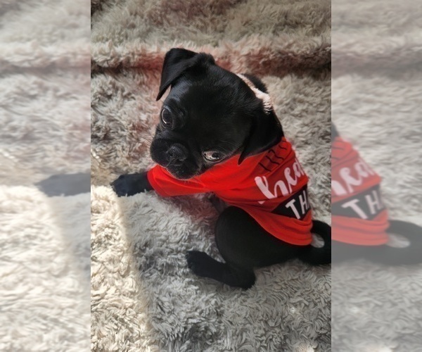 Medium Photo #3 Pug Puppy For Sale in LOS ANGELES, CA, USA