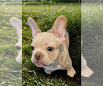 Small #4 French Bulldog
