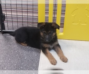 German Shepherd Dog Puppy for sale in TORONTO, OH, USA