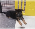 Small Photo #1 German Shepherd Dog Puppy For Sale in TORONTO, OH, USA