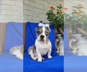 French Bulldog Puppy for sale in INDIANAPOLIS, IN, USA