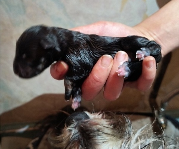 Medium Photo #5 Schnauzer (Miniature) Puppy For Sale in RADFORD, VA, USA