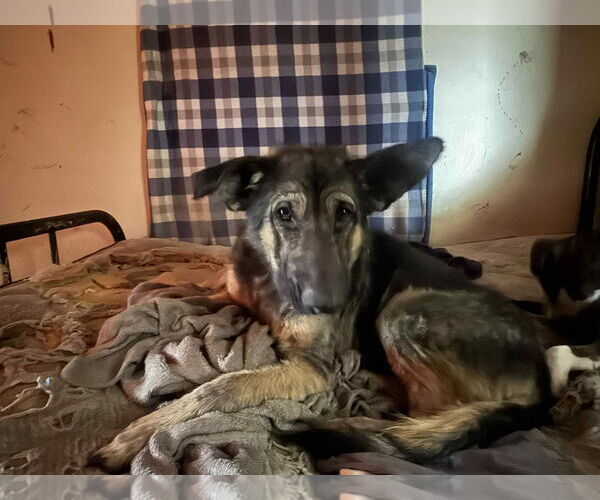 Medium Photo #2 German Shepherd Dog Puppy For Sale in Kansas City, MO, USA