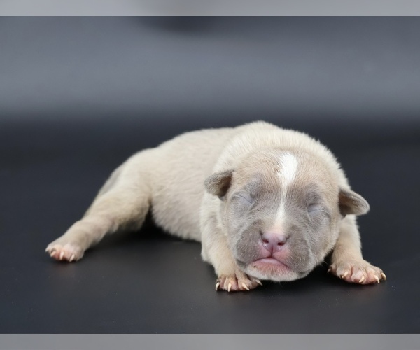 Medium Photo #1 American Bully Puppy For Sale in CHAMPAIGN, IL, USA