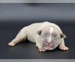 Image preview for Ad Listing. Nickname: Apollo