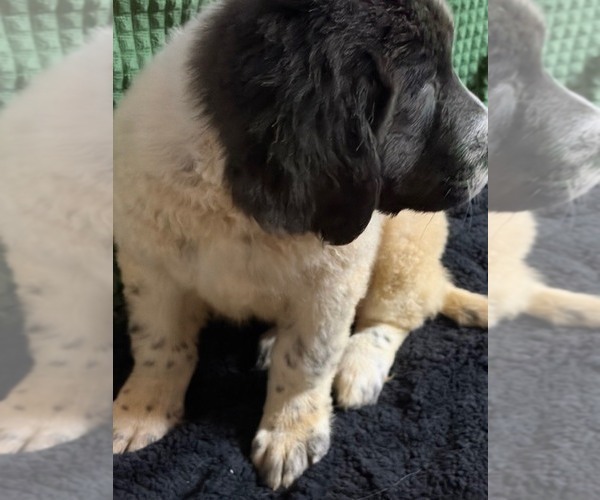 Medium Photo #36 Newfoundland Puppy For Sale in AURORA, IN, USA