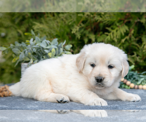 Medium Photo #3 English Cream Golden Retriever Puppy For Sale in ROCHESTER, IN, USA