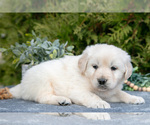 Small #2 English Cream Golden Retriever