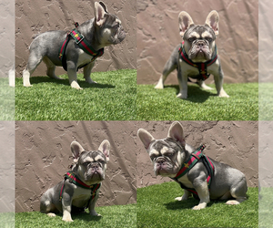French Bulldog Puppy for sale in SOUTH GATE, CA, USA