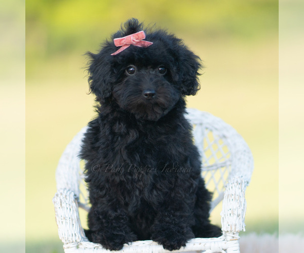 Medium Photo #7 Goldendoodle (Miniature) Puppy For Sale in WARSAW, IN, USA