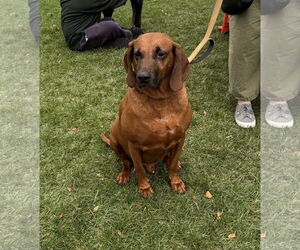 Redbone Coonhound-Unknown Mix Dogs for adoption in Westwood, NJ, USA