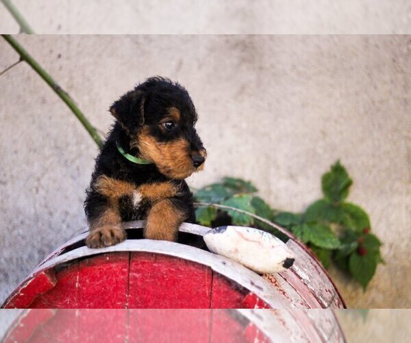 Medium Photo #1 Airedale Terrier Puppy For Sale in Kisela Voda, Kisela Voda, Macedonia