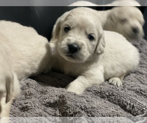 English Cream Golden Retriever Puppy for sale in N HIGHLANDS, CA, USA