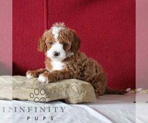 Goldendoodle (Miniature) Puppy for sale in GORDONVILLE, PA, USA