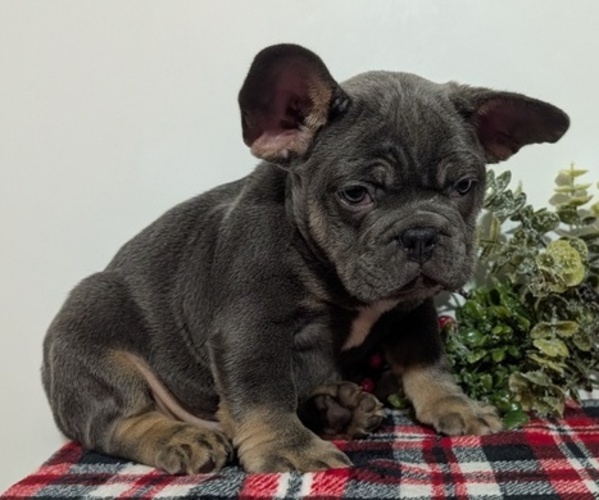 Medium Photo #50 French Bulldog Puppy For Sale in GOSHEN, IN, USA