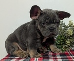 Small Photo #50 French Bulldog Puppy For Sale in GOSHEN, IN, USA
