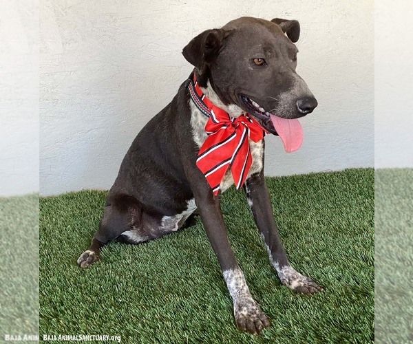 Medium Photo #2 American Pit Bull Terrier-German Shorthaired Pointer Mix Puppy For Sale in San Diego, CA, USA