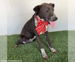 Small #1 American Pit Bull Terrier-German Shorthaired Pointer Mix
