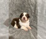 Small #2 Australian Shepherd