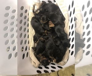 Rottweiler Puppy for sale in MANITOWOC, WI, USA