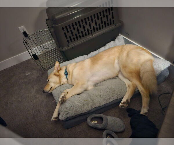 Medium Photo #2 Golden Retriever-Huskies  Mix Puppy For Sale in Salt Lake City, UT, USA