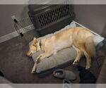 Small #1 Golden Retriever-Huskies  Mix