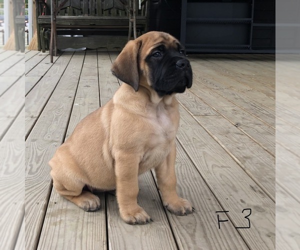 Medium Photo #1 Mastiff Puppy For Sale in APOLLO, PA, USA