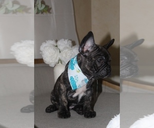 French Bulldog Puppy for sale in HOUSTON, TX, USA