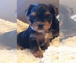Small Photo #6 Yorkshire Terrier Puppy For Sale in SILVER CREEK, GA, USA
