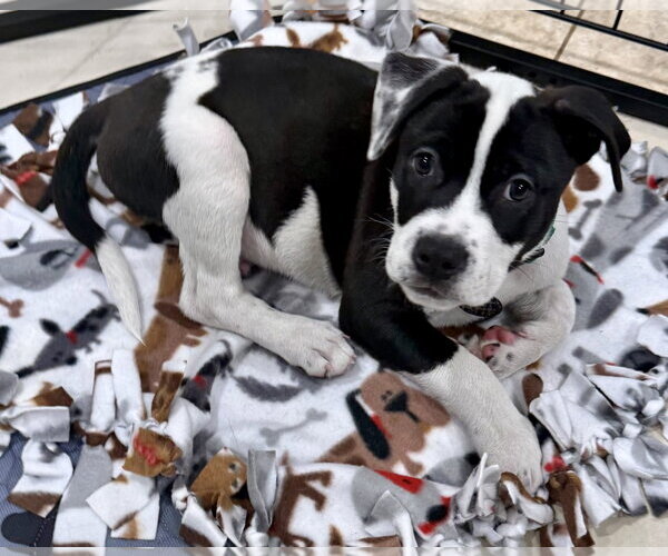 Medium Photo #2 Labrador Retriever-Unknown Mix Puppy For Sale in Royal Palm Beach, FL, USA