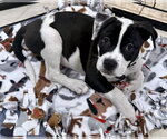 Small #1 Labrador Retriever Mix