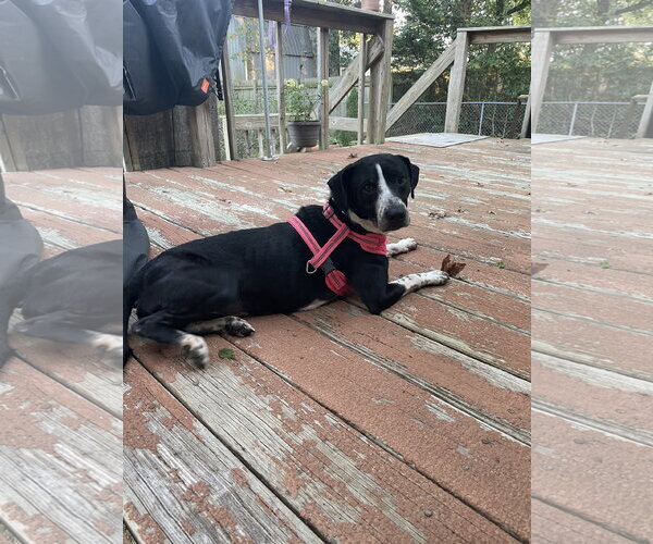 Medium Photo #3 Labrador Retriever-Unknown Mix Puppy For Sale in Holly Springs, NC, USA