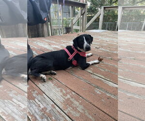 Zoey - Female Labrador Retriever-Unknown Mix Dog for Adoption - Photo #3