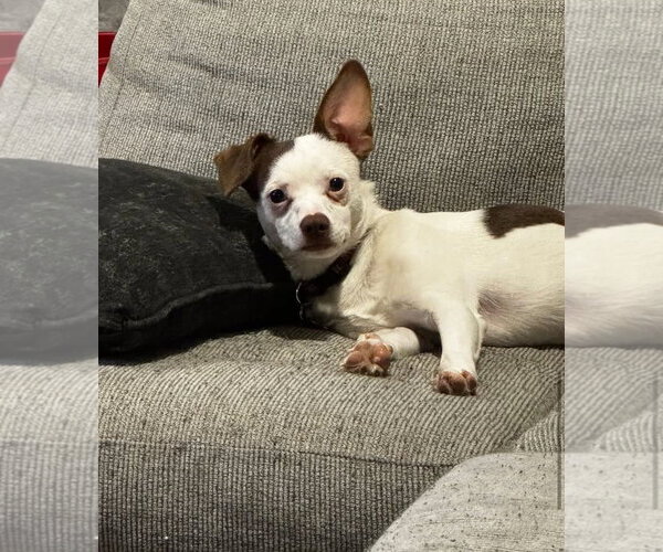 Medium Photo #11 Rat-Cha Puppy For Sale in Grafton, WI, USA