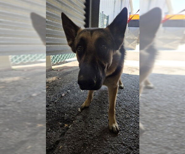 Medium Photo #1 German Shepherd Dog Puppy For Sale in San Bernardino, CA, USA