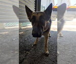 Small German Shepherd Dog