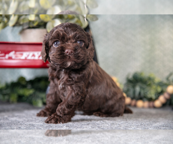 Medium Photo #1 Cocker Spaniel Puppy For Sale in NAPPANEE, IN, USA
