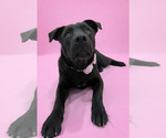 Small #7 Labrador Retriever Mix
