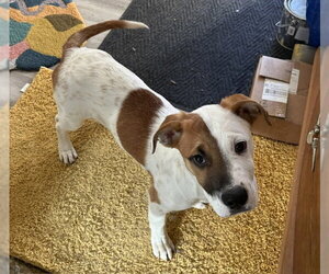 Jetsam - Male Mutt Dog for Adoption - Photo #7