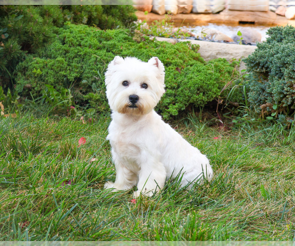Medium Photo #1 West Highland White Terrier Puppy For Sale in SYRACUSE, IN, USA