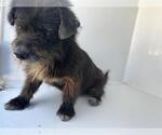 Small Miniature Schnauzer Mix