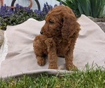 Small Photo #30 Irish Doodle Puppy For Sale in GOSHEN, IN, USA