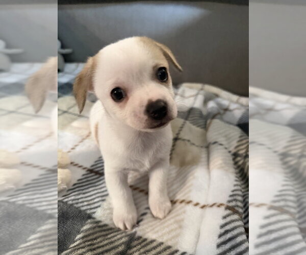 Medium Photo #1 Chihuahua-Unknown Mix Puppy For Sale in Mooresville, NC, USA