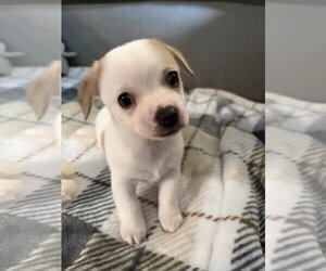 Chihuahua-Unknown Mix Dogs for adoption in Mooresville, NC, USA