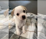 Small Chihuahua Mix