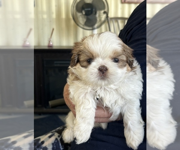 Medium Photo #1 Shih Tzu Puppy For Sale in OCALA, FL, USA