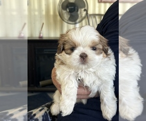 Shih Tzu Puppy for sale in OCALA, FL, USA