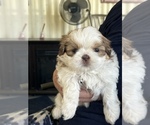 Small Photo #1 Shih Tzu Puppy For Sale in OCALA, FL, USA