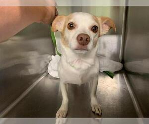 Chihuahua-Unknown Mix Dogs for adoption in Grand Prairie, TX, USA