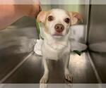 Small Chihuahua Mix